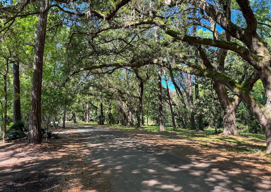 Image of a tree canopy overarching a paved road in Hilton Head Island